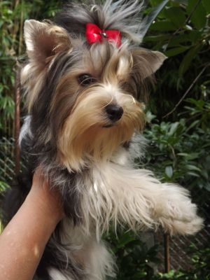 Yorkshire Terrier-Biewer