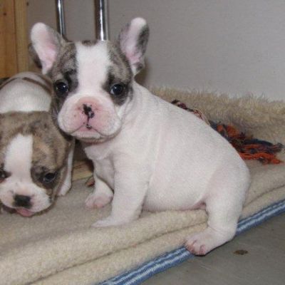 Franz�sische Bulldoggen in reverse-brindle-pied