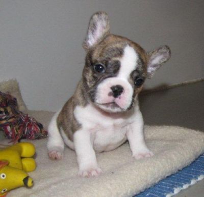 Gesunde Franz�sische Bulldoggen Welpen