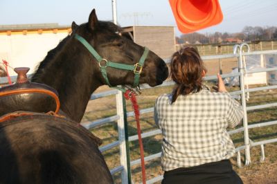 Missouri Foxtrotter Wallach