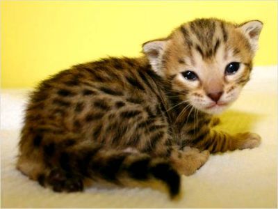 sch�ne Bengal K�tzchen 