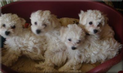 Allergiefreie Welpen im Teddylook ~~~ Bichon frise ~~~