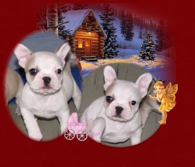 Franz�sische Bulldoggen H�ndin Aurelia