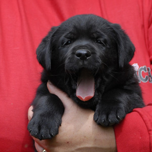 Labrador retriever welpen