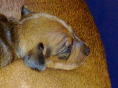 bildh�bsche Zwergpinscher Welpen Rehpinscher Prager Rattler