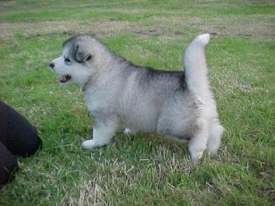 weiblich Alaskan Malamute Welpen f�r eine Aufnahme zu Hause