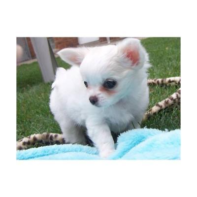 CHIHUAHUA welpen!