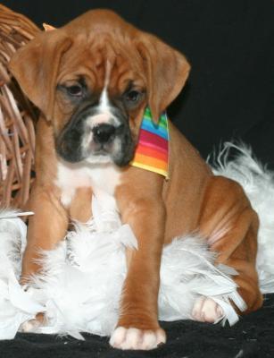 Boxer Welpen zur Annahme