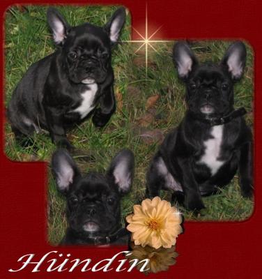 Nur noch zwei Franz�sische Bulldoggen