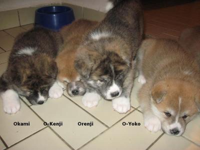 Akita-inu von Almaju-Welpen