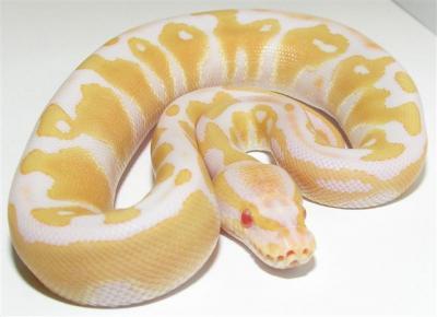 Albino und Piebald Ball Pythons zum Verkauf!