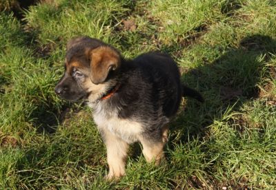 noch 1 Sch�ferhundewelpen schw-br aus Leistung UND Sch�nheit
