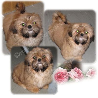 Kleines Shih Tzu M�dchen