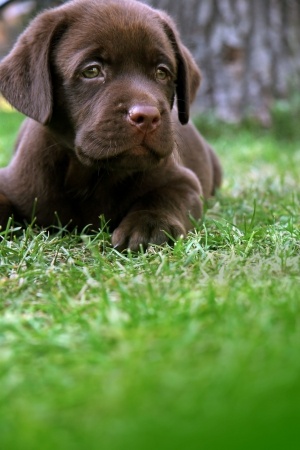 Labrador welpen