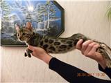 Bengalkatzen,Bengalen,Bengalkatze