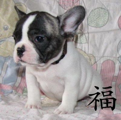Franz�sische Bulldoggen mit Papieren aus guten Linien