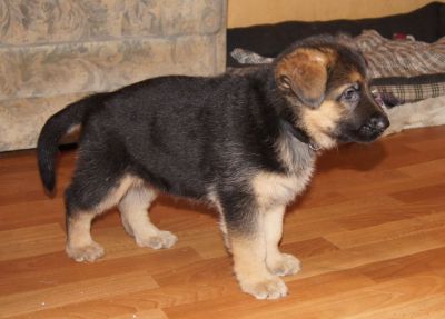 noch 1 Sch�ferhundewelpen schw-br aus Leistung UND Sch�nheit