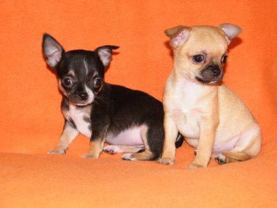 5 Zuckers��e Chihuahua Welpen, alles R�den