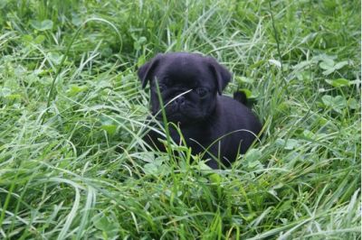 Schwarz und beige mops welpen