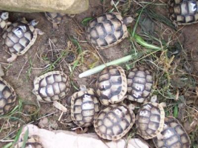 Griechische Landschildkr�te & Breitrandschidlkr�te