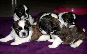 Shih-Tzu Zucht vom Wittenberg