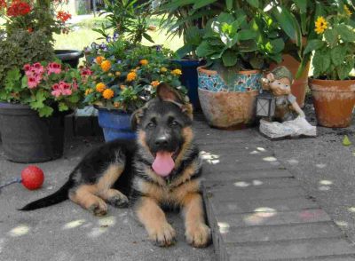 Top Sch�ferhund Welpen