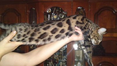 Bengalkatzen,Bengalkatze,Bengalen