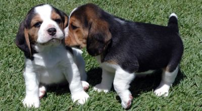 gesellig Beagle-Welpen verf�gbar 3 Monate alt.