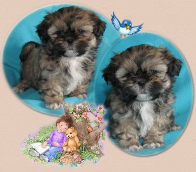 Shih Tzu girl