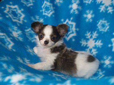 Langhaar Chihuahua Welpen