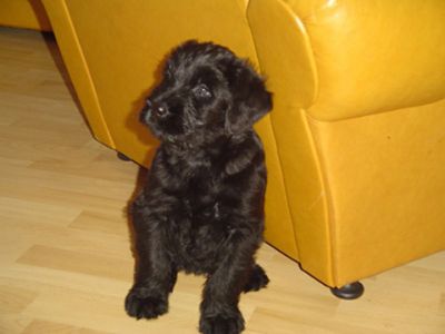 Riesenschnauzerwelpen - Giant Schnauzer Puppys