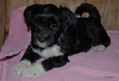 Tibet Terrier Welpe (H�ndin)