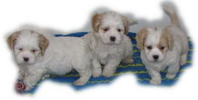 Wir d�rfen ausziehen - Cocker Shih Tzu - unter 30 cm