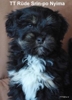 1 Tibet Terrier Welpe - R�de