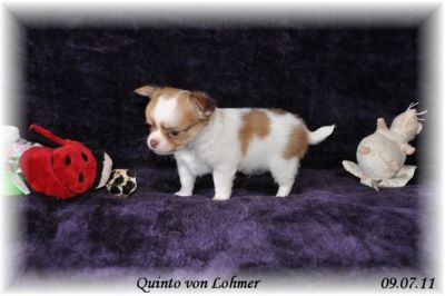 mini chihuahua welpe preis: 100EUR