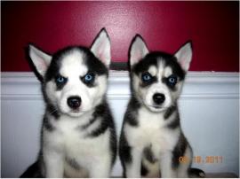HUSKY WELPEN