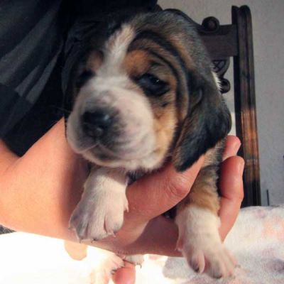 Basset Hound Welpen mit FCI Papieren