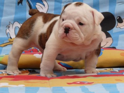 Super s��e reinrassige English Bulldoggen Welpen abzugeben.
