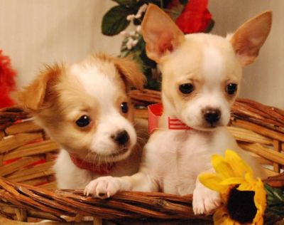 Typvolle Chihuahua Welpen aus Hobby Zucht