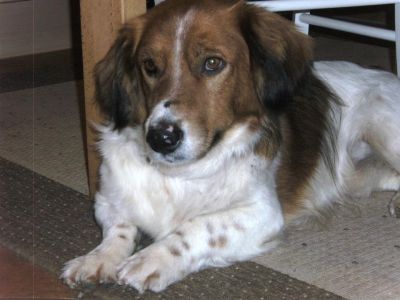Ruhiger, verschmuster Knuddelb�r Scotty such liebevolles Zuhause!
