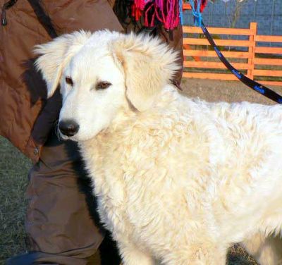6-monatige Kuvasz H�ndin mit FCI Papiere direkt aus dem Ursprungsland