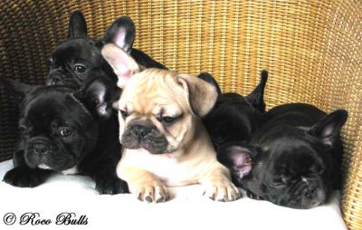 Franz�sische Bulldoggen der Spitzenklasse