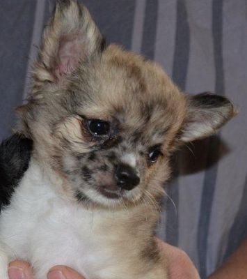 Chihuahua Welpen suchen ein neues liebes Zuhause