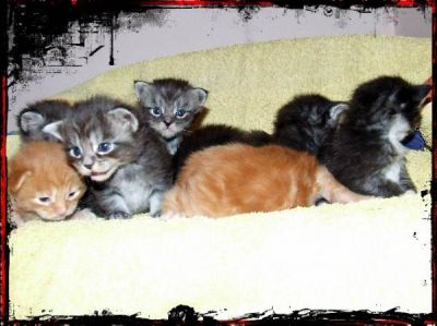 Maine Coon Byby