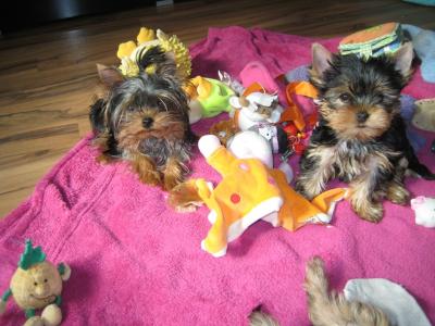 Yorkshire Terrier Welpen 