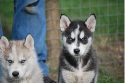 sch�ne Husky welpen