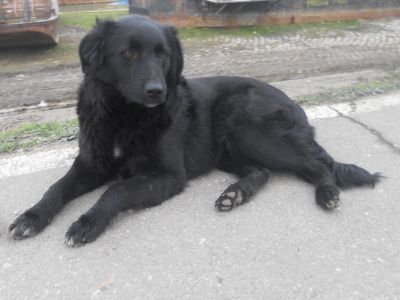  Dora, eine Labrador-Retriever Dame mit unendlich viel Potential