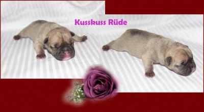 Franz�sische Bulldoggen aus guten Linien