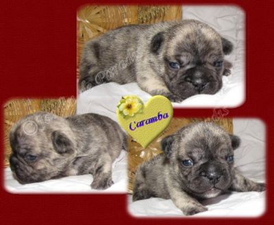 Franz�sische Bulldoggen in Reverse-Brindle
