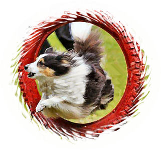 Hundeerziehung,Hundeausbildung,Hundesport,Agility